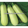 Nourriture 100% Cucurbita pepo poudre